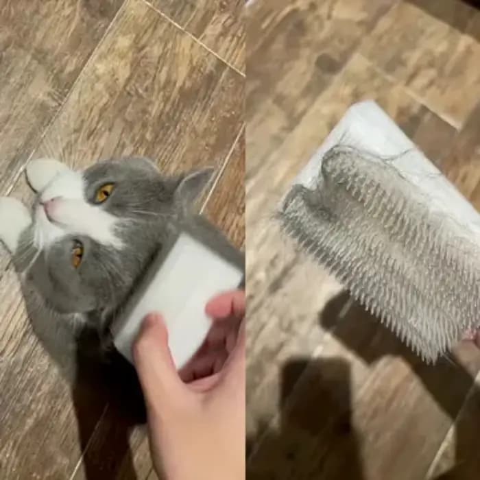 Brosse de Massage pour chat