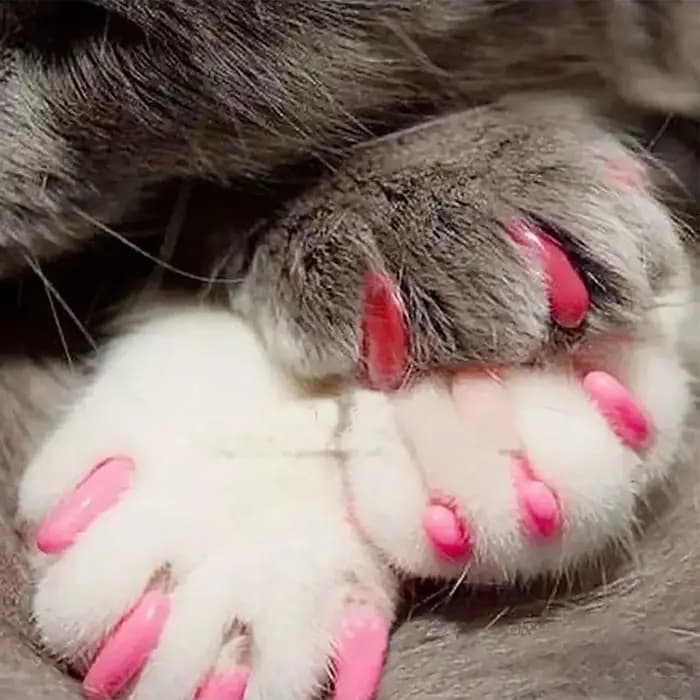 Bouchons d'ongles souples pour chats