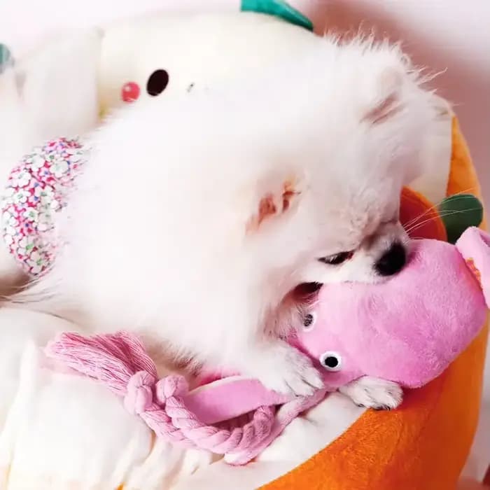 Jouet en peluche en forme de pieuvre pour animaux de compagnie