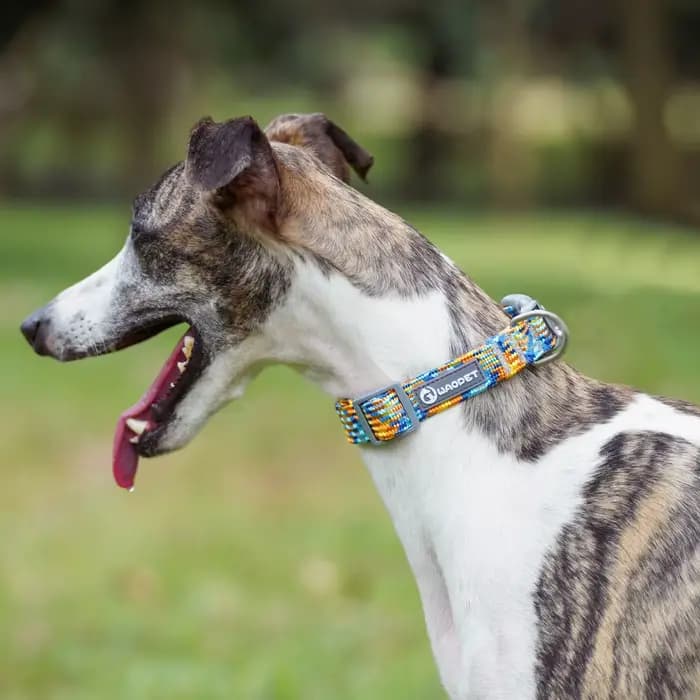 Collier réfléchissant pour chien et chat