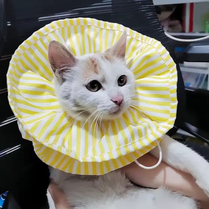 Collier de protection pour chat