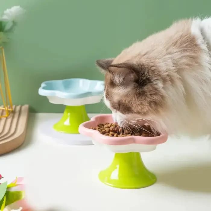 Bol surélevé en céramique pour chat