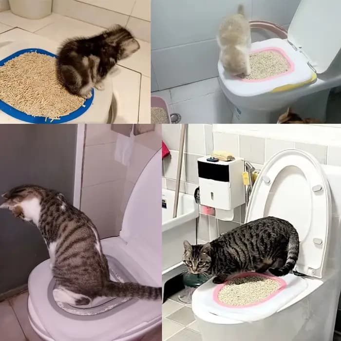 Entraîneur de toilettes pour chat