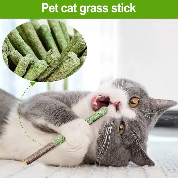 Bâtonnets d'herbe pour chat