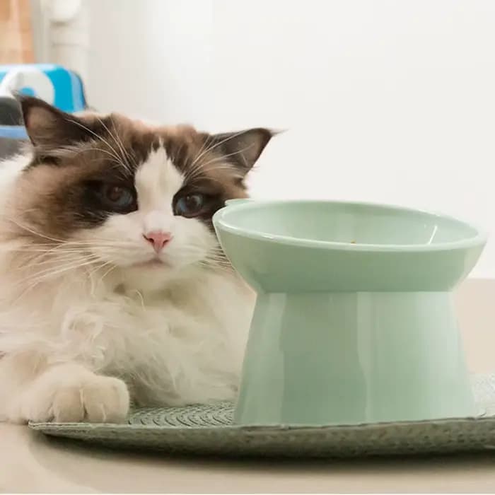 Bol incliné pour nourriture pour chat, bol surélevé pour chat, plat ergonomique pour nourriture pour chat, bol d'alimentation en plastique anti-vomissement, antidérapant pour chats et chiens