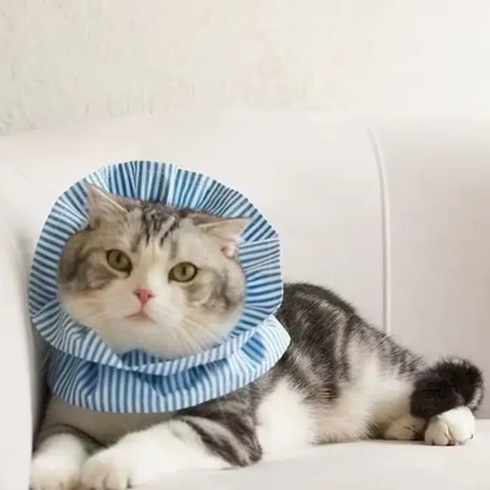 Collier élisabéthain pour animaux compagnie