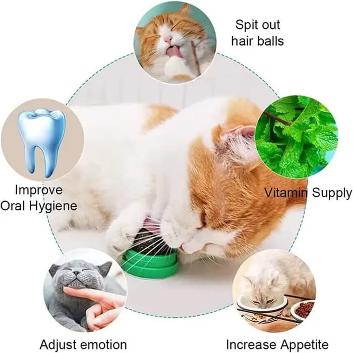 Boules d'herbe à chat naturelles