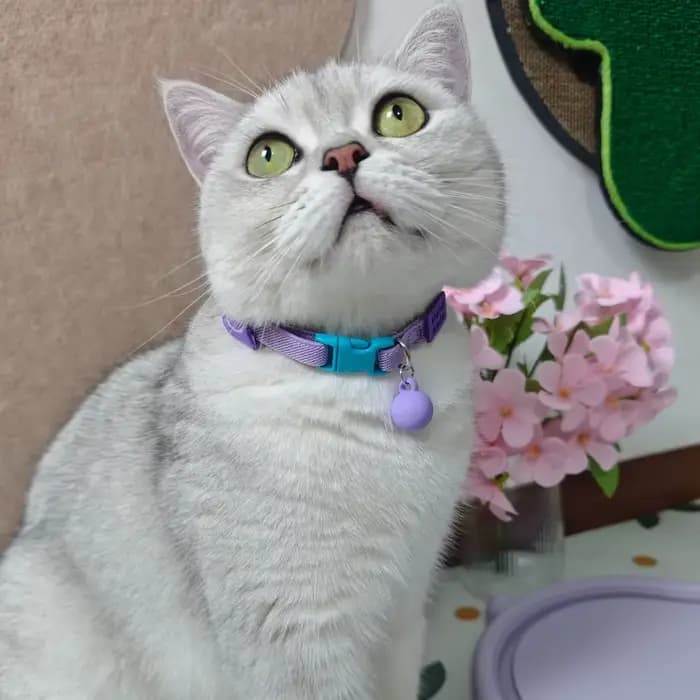 Collier réfléchissant pour chat