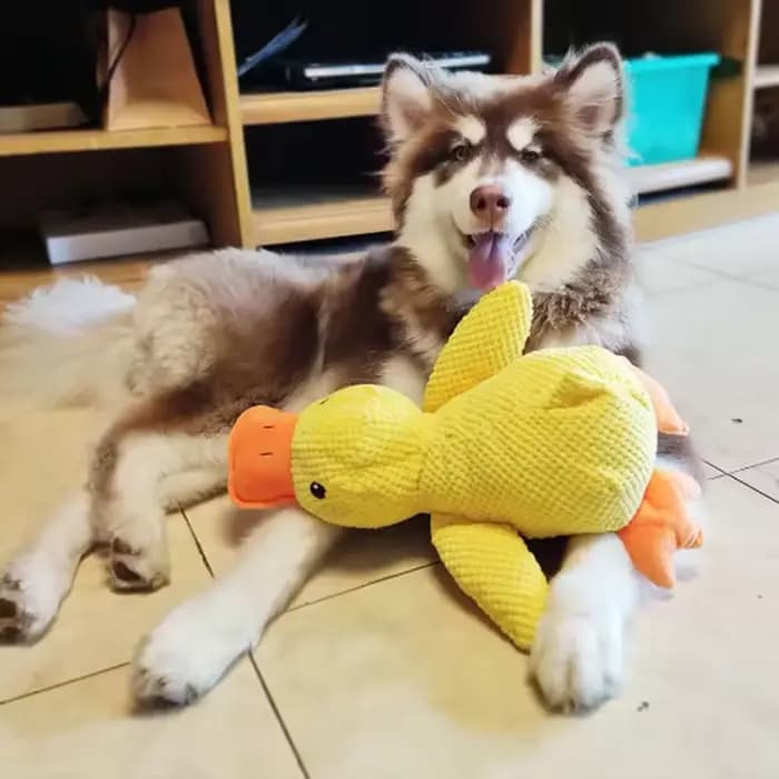 Jouet en peluche pour animaux de compagnie