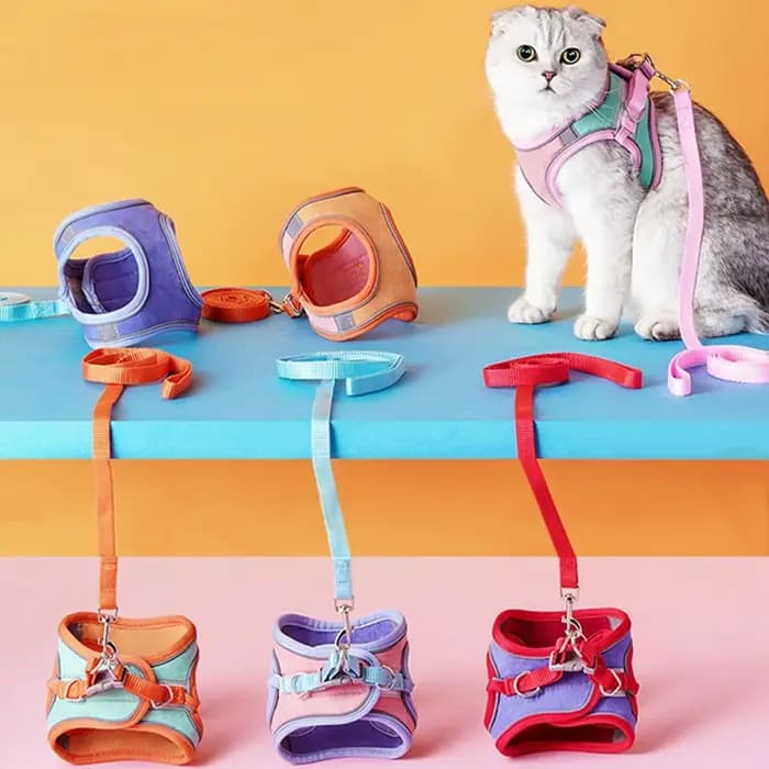 Ensemble de laisse et de collier pour chat