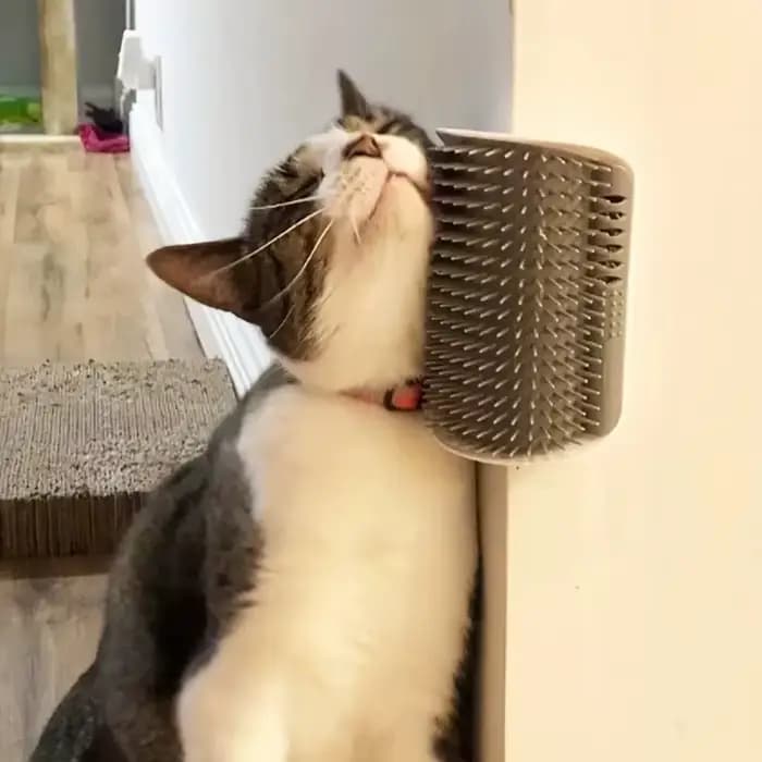 Brosse de toilettage murale pour chat