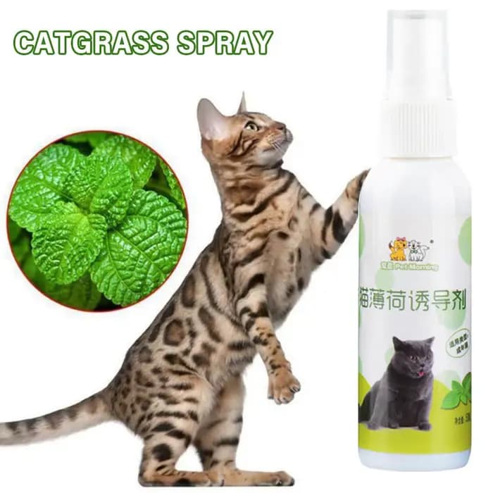 Spray d'herbe à chat pour chat