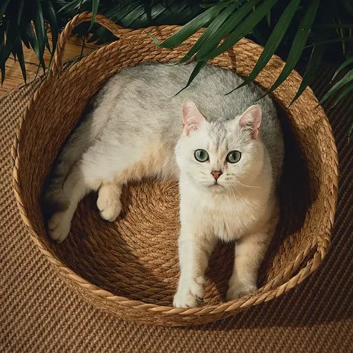 Panier en rotin tressé pour chat