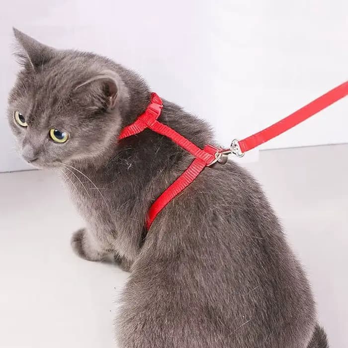 Harnais pour chat avec collier et laisse réglables