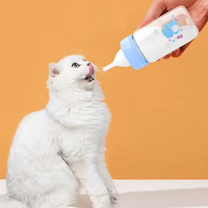 Biberon pour chaton mignon