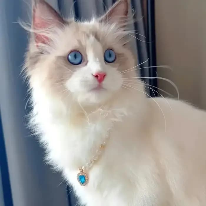 Collier de perles pour animaux de compagnie