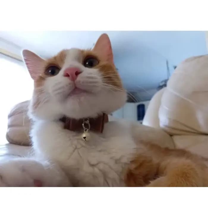 Collier élastique de sécurité pour chat