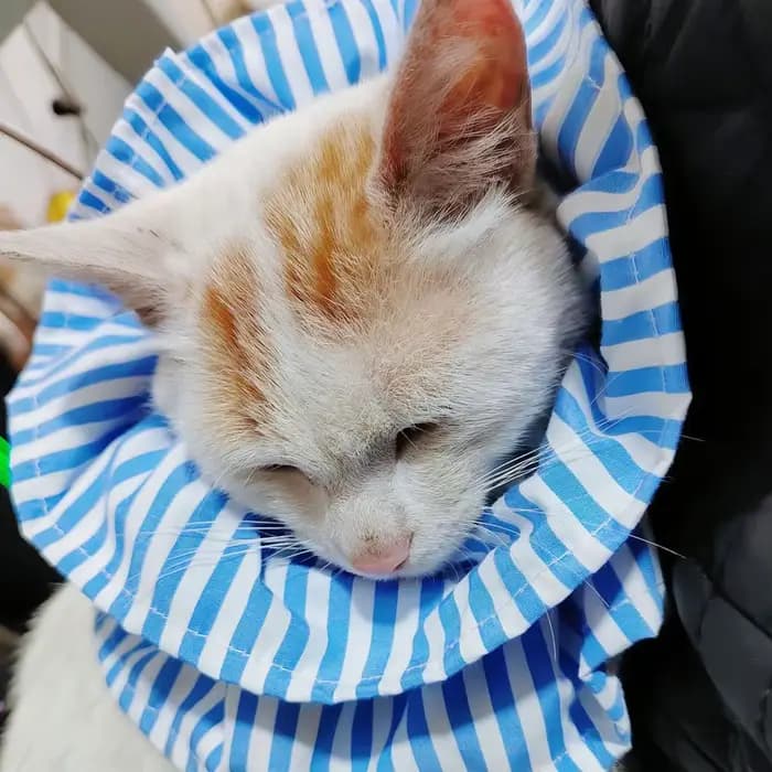 Collier de protection pour chat