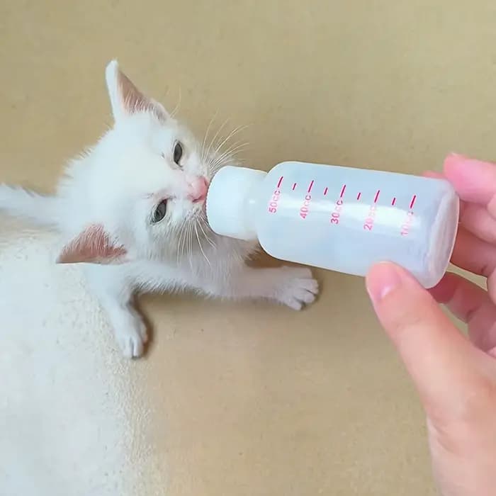 Kit d'alimentation pour chatons et chiots nouveau-nés