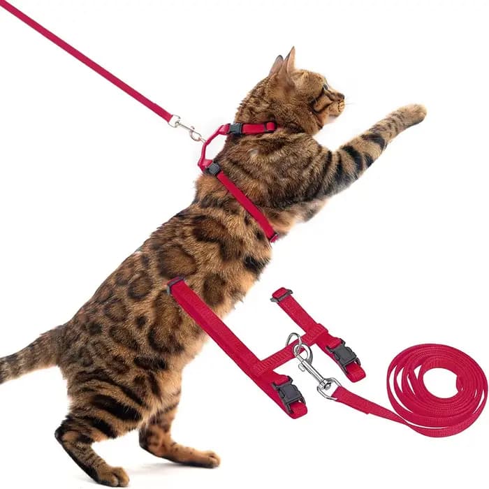 Ensemble harnais et laisse pour chat