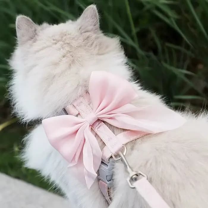 Harnais et laisse pour chat à nœud papillon