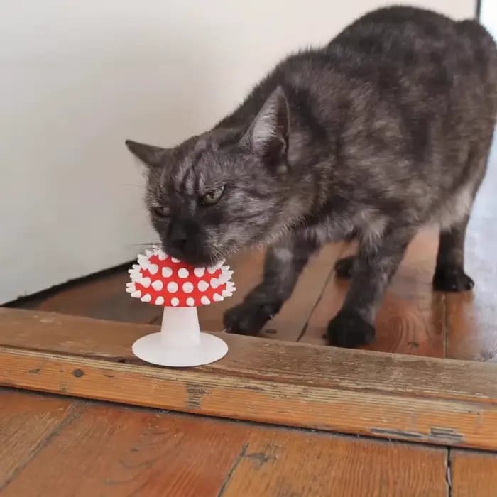Brosse de toilettage pour chat