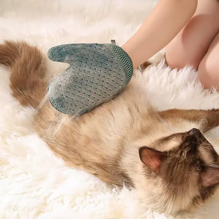 1 pièce Gant de toilettage pour chat