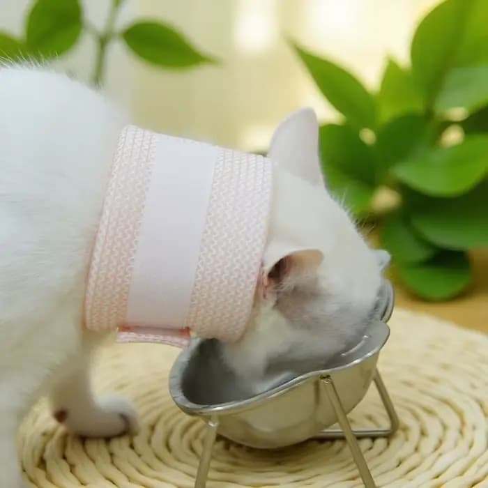Collier de cou Anti-léchage pour chat