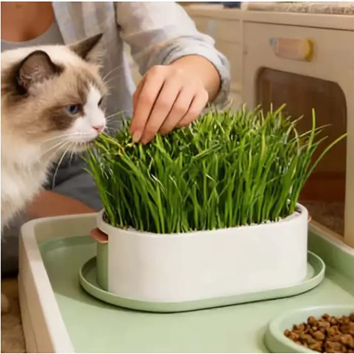 Boîte à herbe pour chat