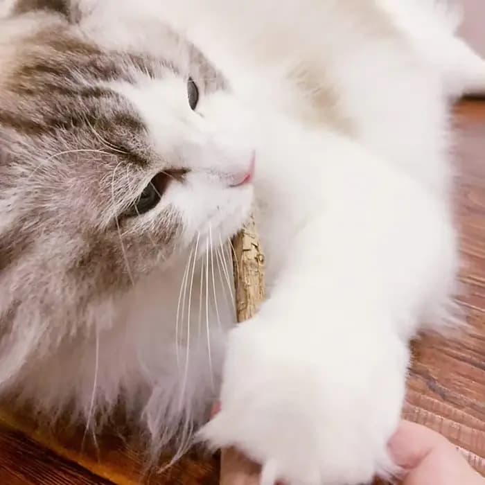 15 pièces naturel Matatabi chat herbe-aux-chats jouet chaton molaire bâton à mâcher nettoyage des dents