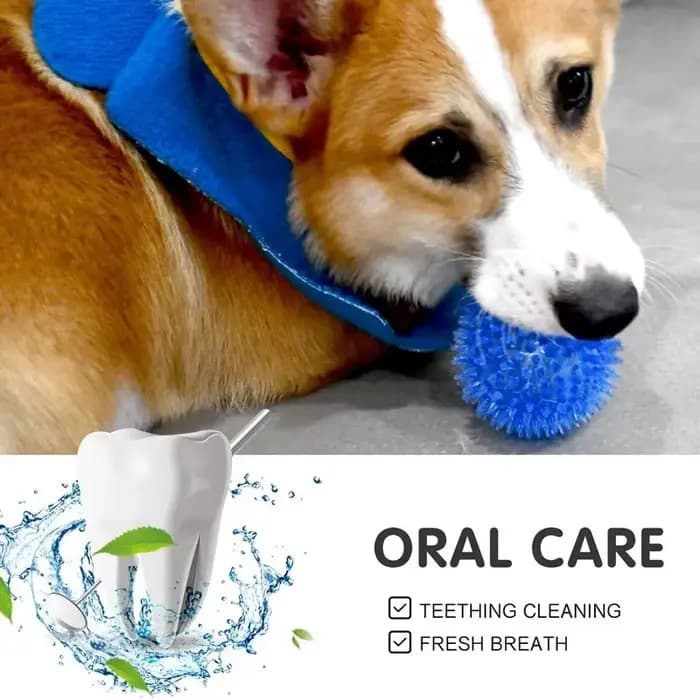Jouets pour animaux de compagnie