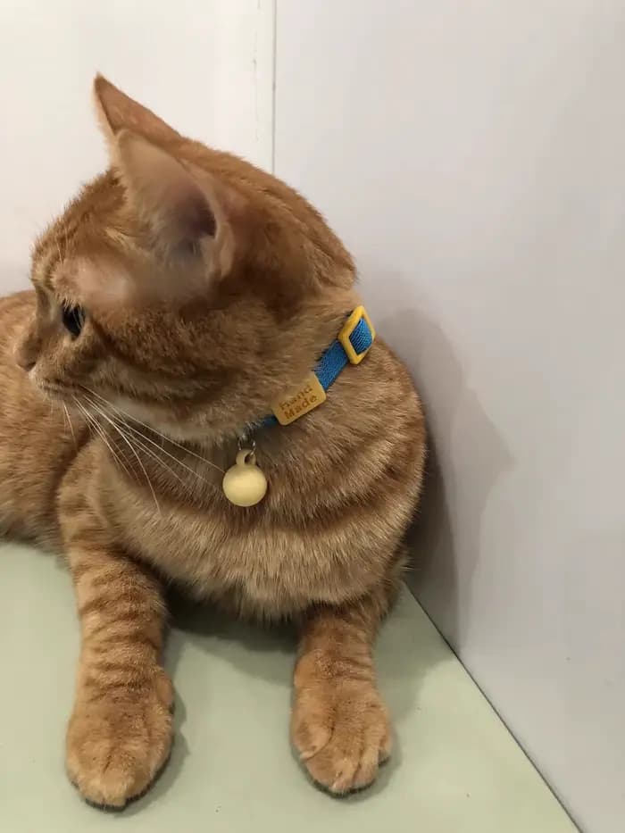 Collier réfléchissant pour chat