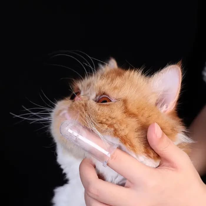 Brosse à dents pour chien