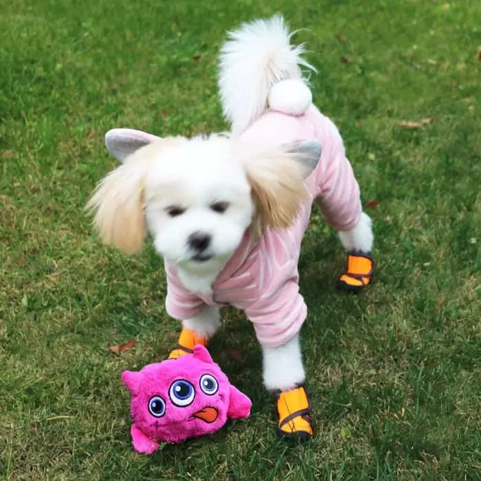 Jouets interactifs pour chiens