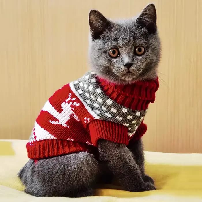 Pull-over pour chat mignon