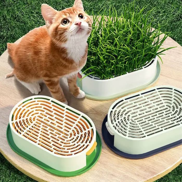 Boîte à herbe pour chat