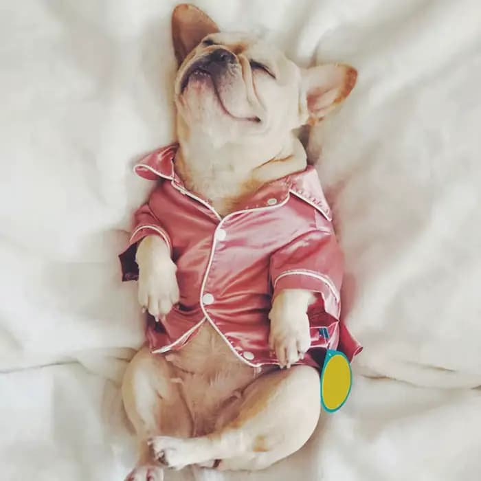 Pyjama doux de luxe pour chien de compagnie, pyjama bouledogue français, manteau pour animaux de com