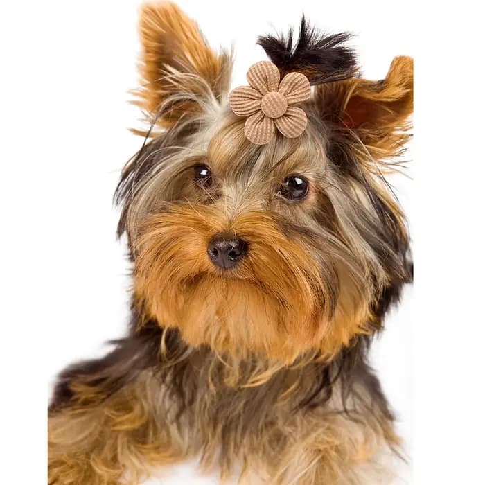 10 pièces printemps chien arcs pour chiot chat fleur nœud papillon bandes de caoutchouc pour chiens