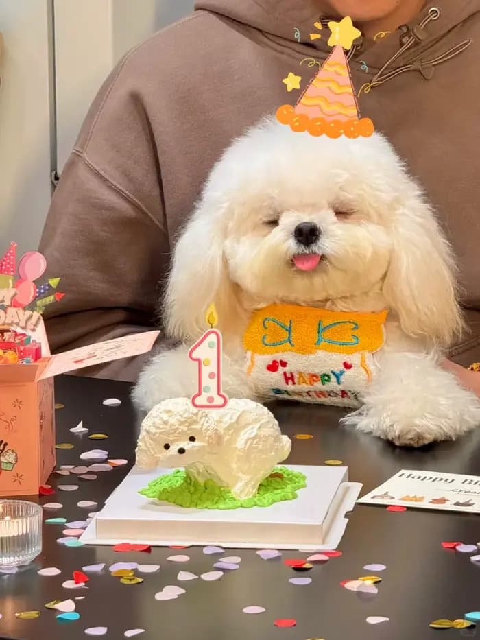 Bavoir et chapeau d'anniversaire pour chat et chien, mini bandana réglable pour chien et chat, acces
