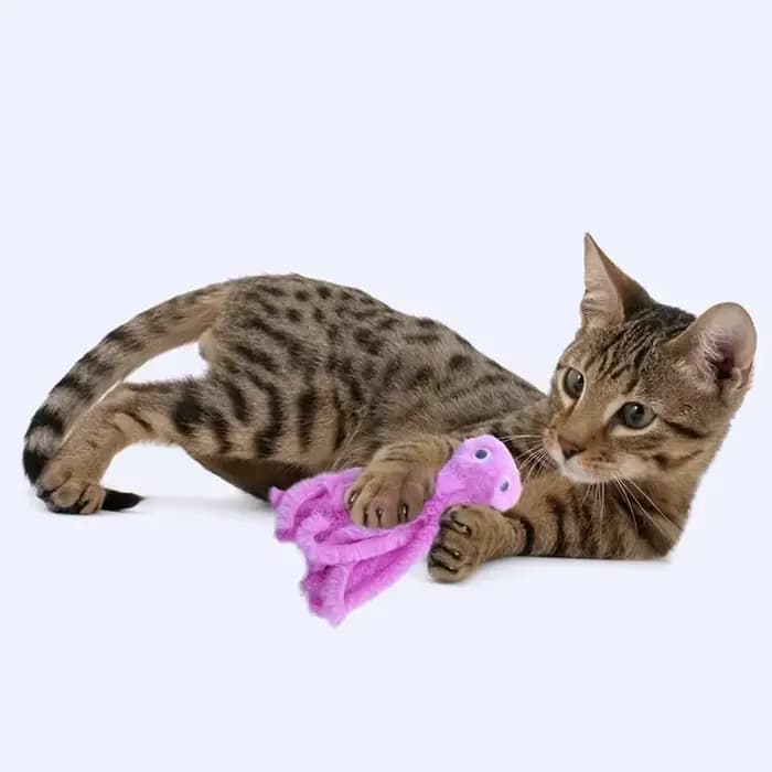 Jouet en peluche poulpe mignon pour chat, dents résistantes aux morsures, jeu interactif, fourniture
