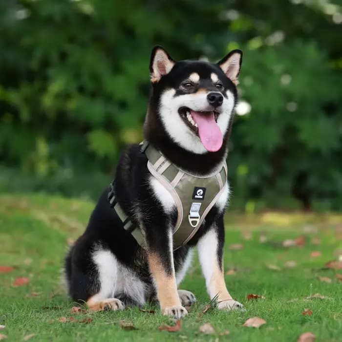 Harnais à dégagement rapide pour chien, gilet en Nylon, respirant, réglable, pour animaux de compagn