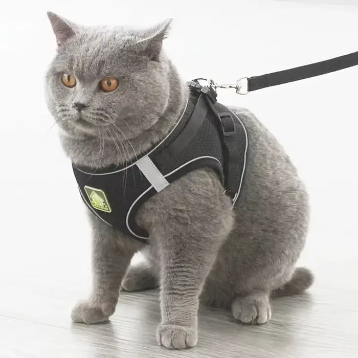 Ensemble de coulée SFP et laisse pour chien et chat, sans côtes, maille respirante