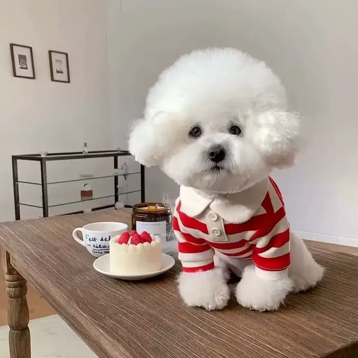 Polo d'été pour chiens, vêtements pour chiots, Bichon Frise, Chihuahua, sweat-shirt à rayures pour c