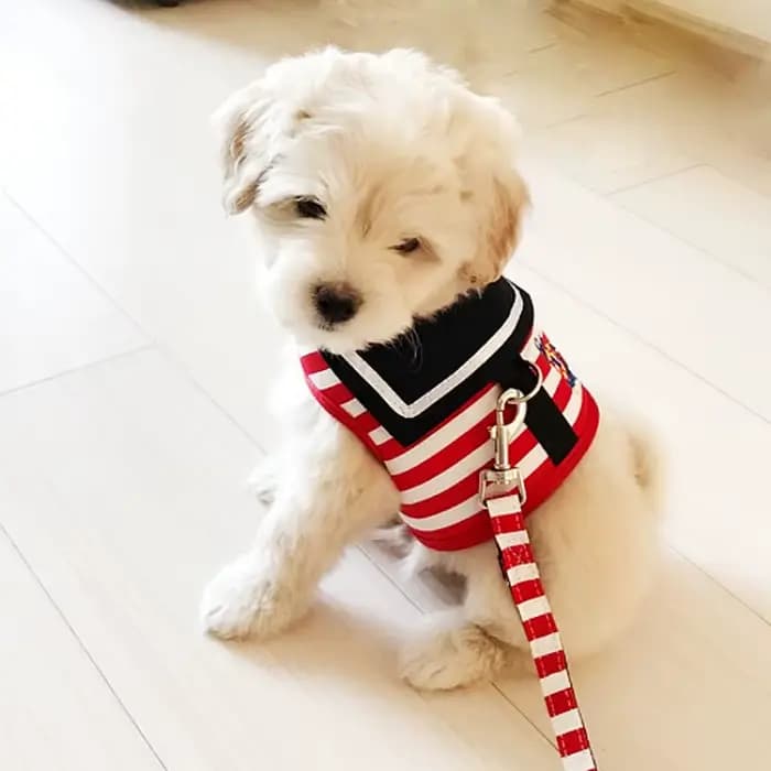 1pc chien vêtements doux Style marine laisse ensemble pour Teddy poméranien Chihuahua chien fournitu