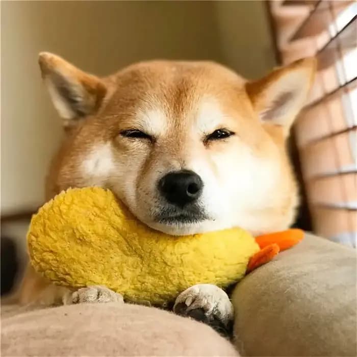 Jouet à mâcher en peluche pour animaux de compagnie, chien frit, ShriAJTempura, chien grinçant, jeu