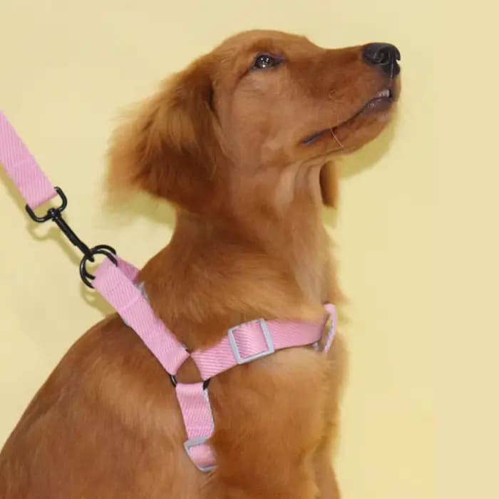 Une laisse pour chien harnais bicolore pour chien pour usage intérieur et extérieur