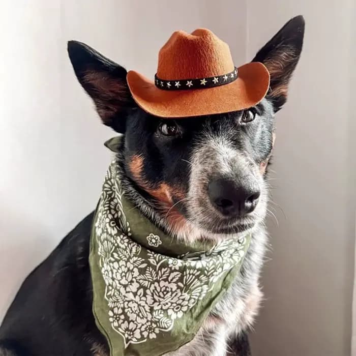 Chapeau de Cowboy britannique pour chien, fournitures pour animaux de compagnie, Costume de chien ré