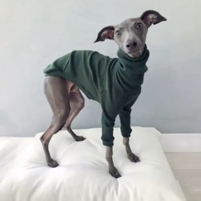 Fil à col roulé en coton pour animaux de compagnie, vêtements pour chiens, veste à deux pattes pour