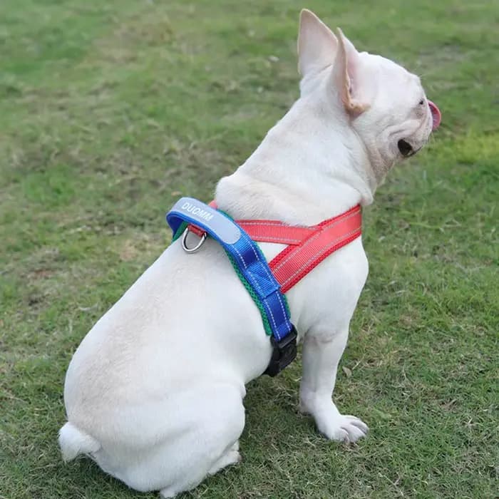 Harnais pour chiens, type selle, sangle de poitrine pour animaux de compagnie, pour petits, moyens e