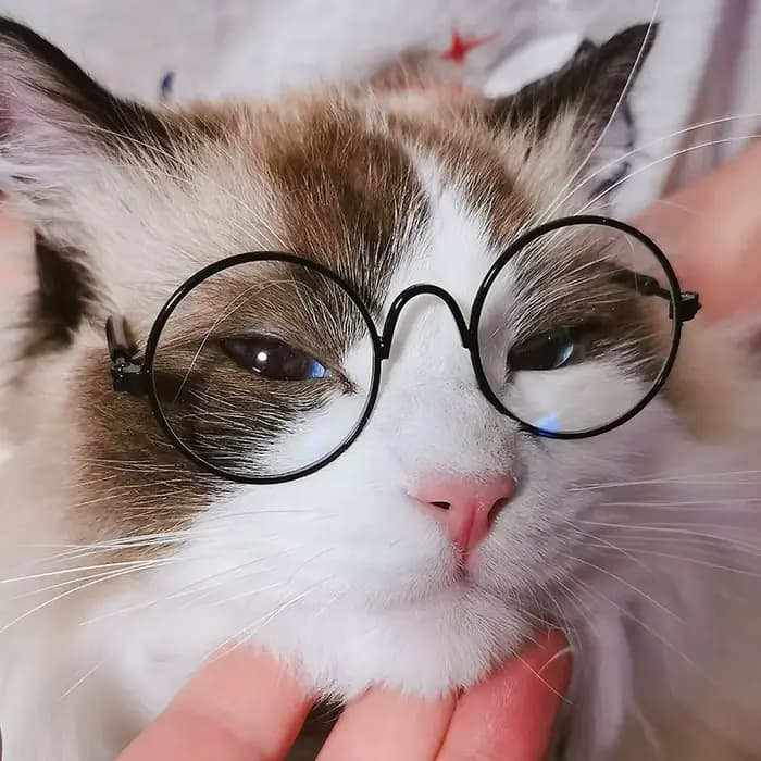 Lunettes de soleil rondes Vintage pour chat, lunettes réfléchissantes, produits pour animaux de comp